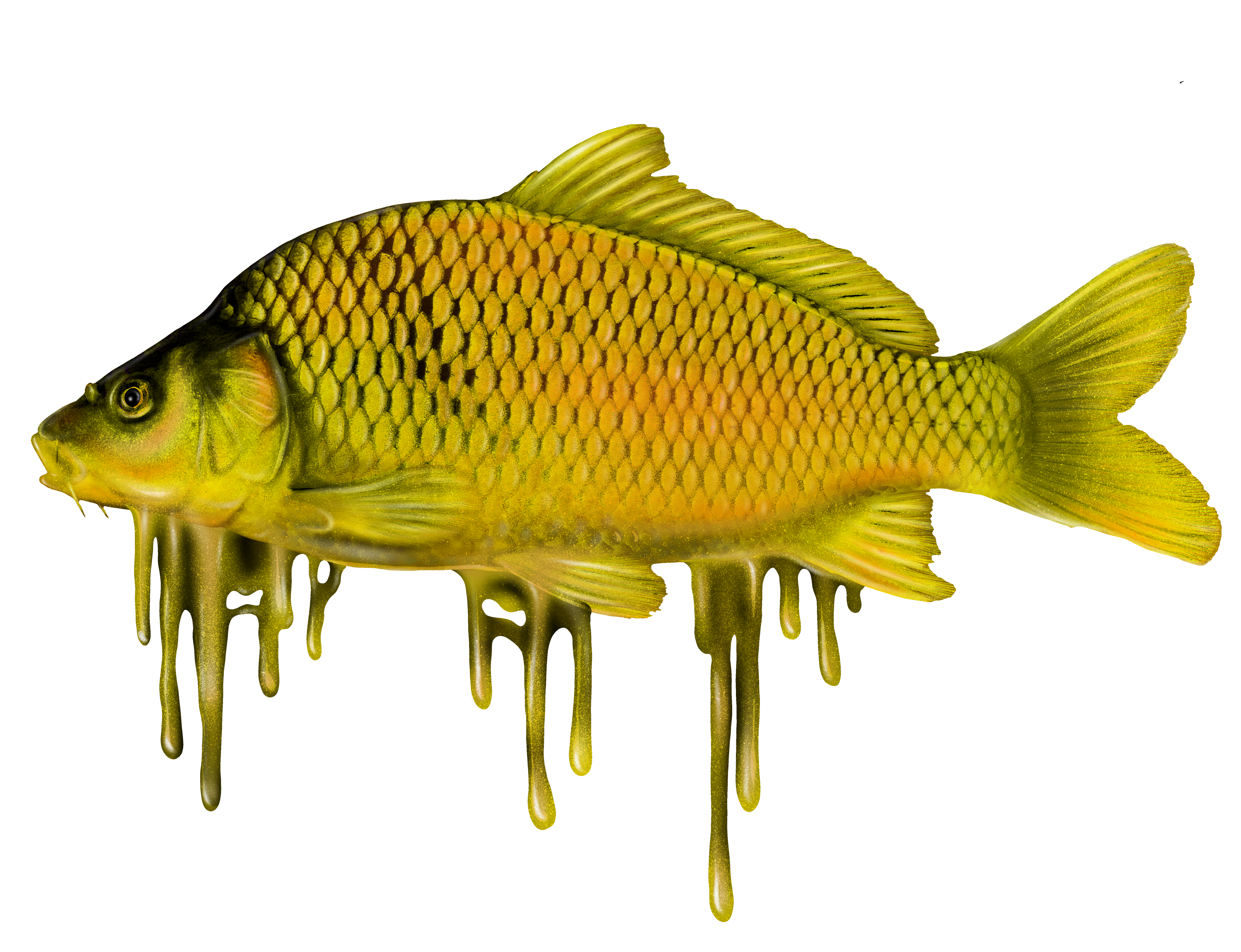 pin Europa frelsen Fish Scale T-shirt – Fi$h Grea$e